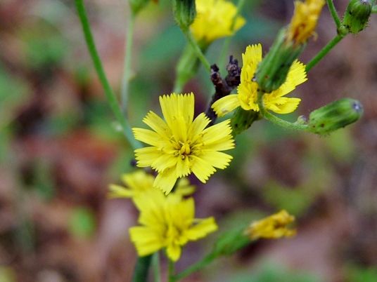 {Hieracium gronovii}